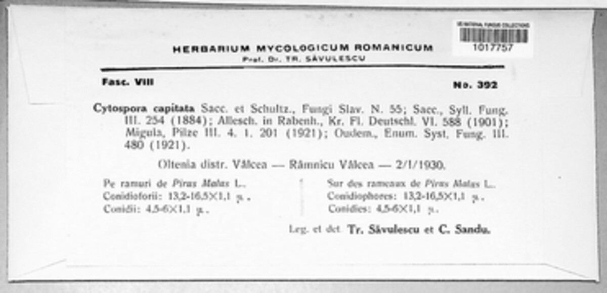 Cytospora capitata image